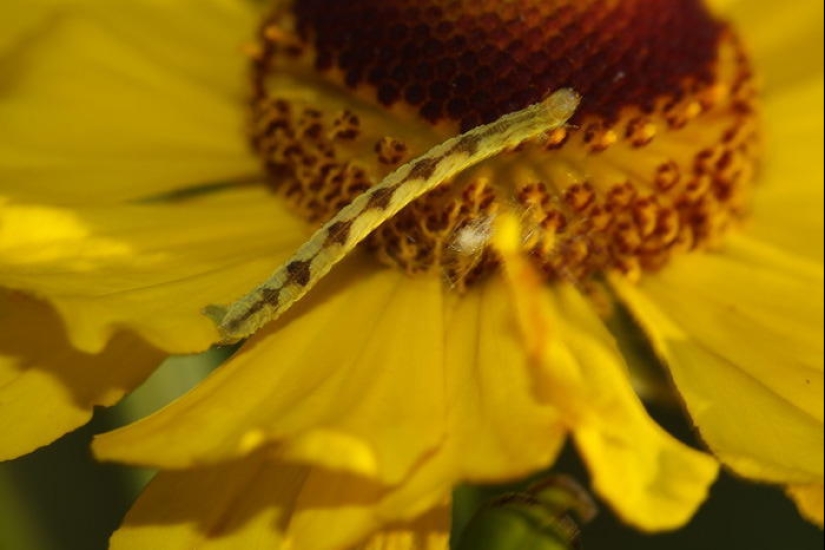 Of mimicry: a Caterpillar-flower