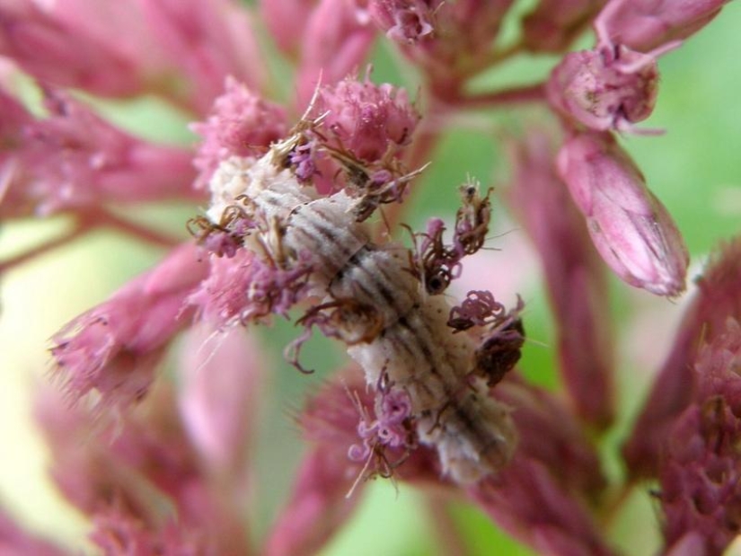 Of mimicry: a Caterpillar-flower