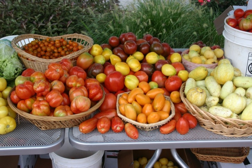 Oh, esos deliciosos tomates! 10 propiedades útiles de " manzanas del amor"