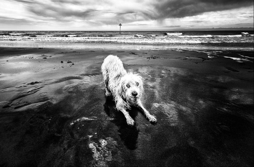 Ojos de perro honestos: un británico fotografía perros en diferentes países del mundo