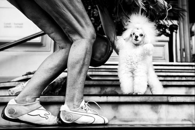 Ojos de perro honestos: un británico fotografía perros en diferentes países del mundo