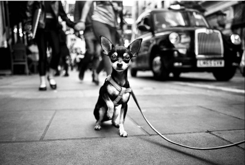 Ojos de perro honestos: un británico fotografía perros en diferentes países del mundo