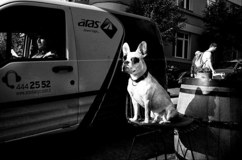 Ojos de perro honestos: un británico fotografía perros en diferentes países del mundo