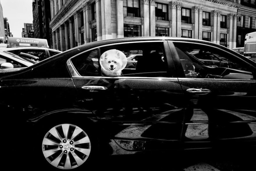 Ojos de perro honestos: un británico fotografía perros en diferentes países del mundo