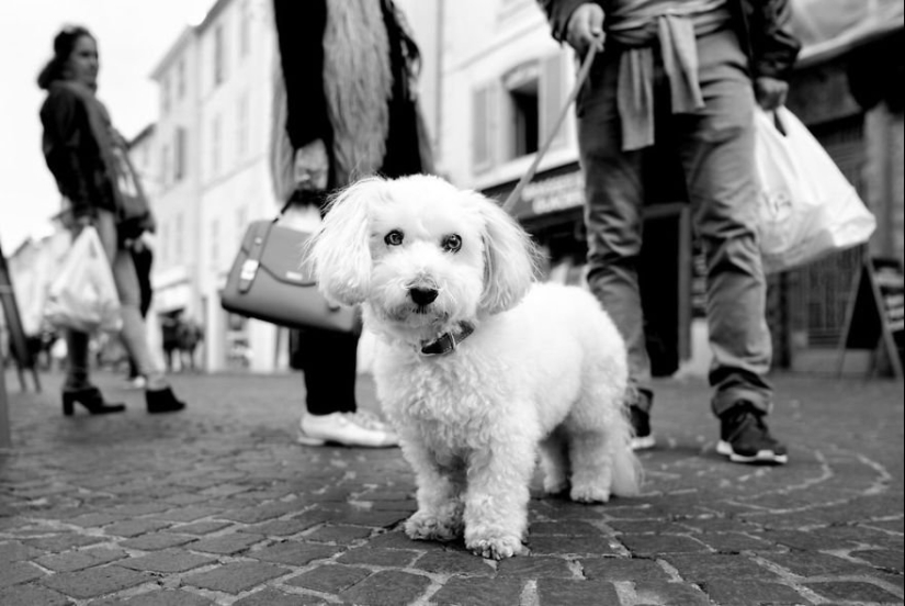 Ojos de perro honestos: un británico fotografía perros en diferentes países del mundo