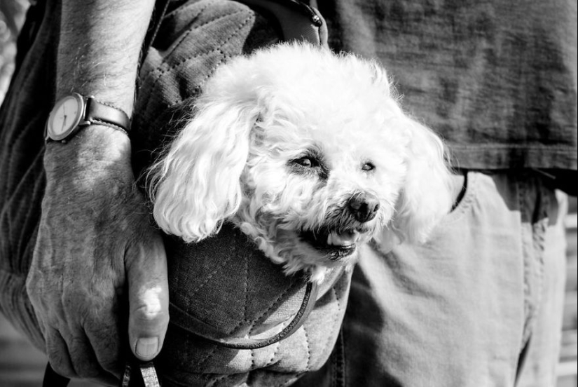 Ojos de perro honestos: un británico fotografía perros en diferentes países del mundo