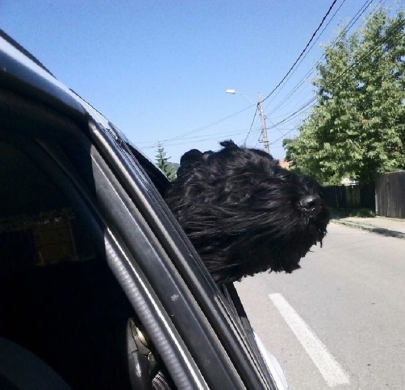 Only the wind, only happiness ahead: 29 dogs that face has the wind