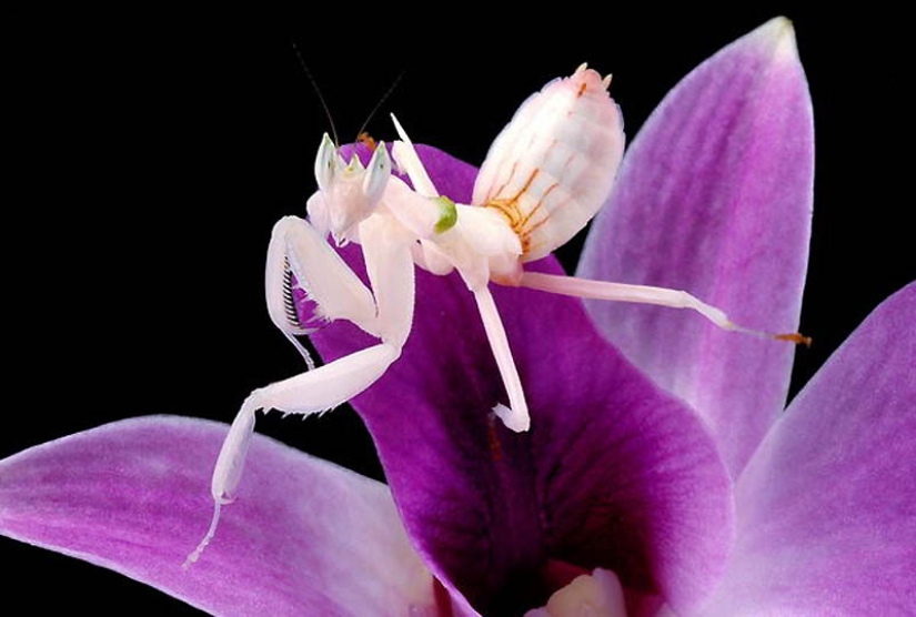 Orchid mantises are elusive masters of disguise