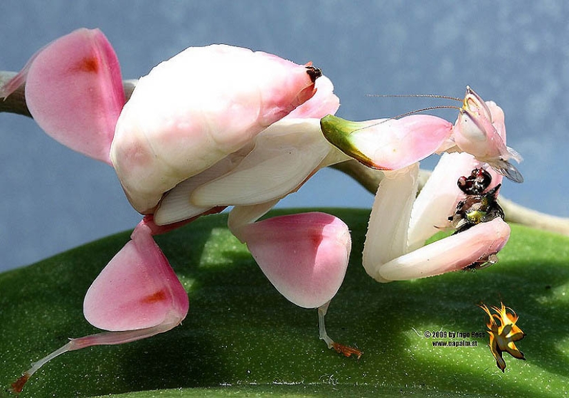 Orchid mantises are elusive masters of disguise