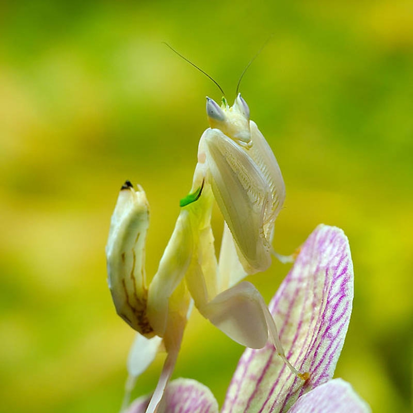 Orchid mantises are elusive masters of disguise