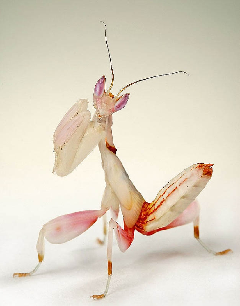 Orchid mantises are elusive masters of disguise