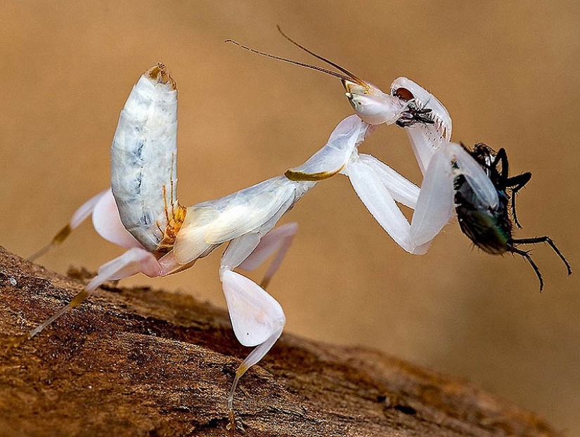 Orchid mantises are elusive masters of disguise