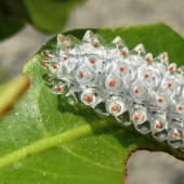 Oruga de cristal de Dalcerid