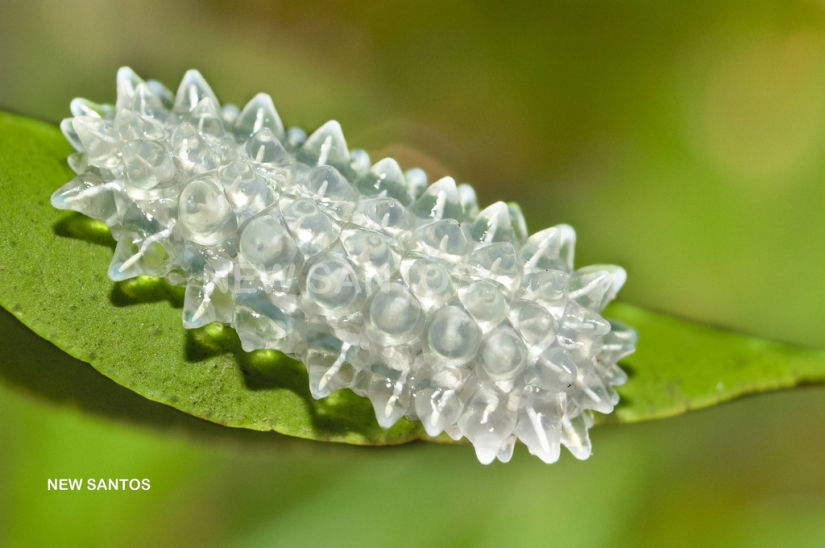 Oruga de cristal de Dalcerid