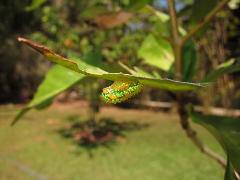 Oruga de cristal de Dalcerid