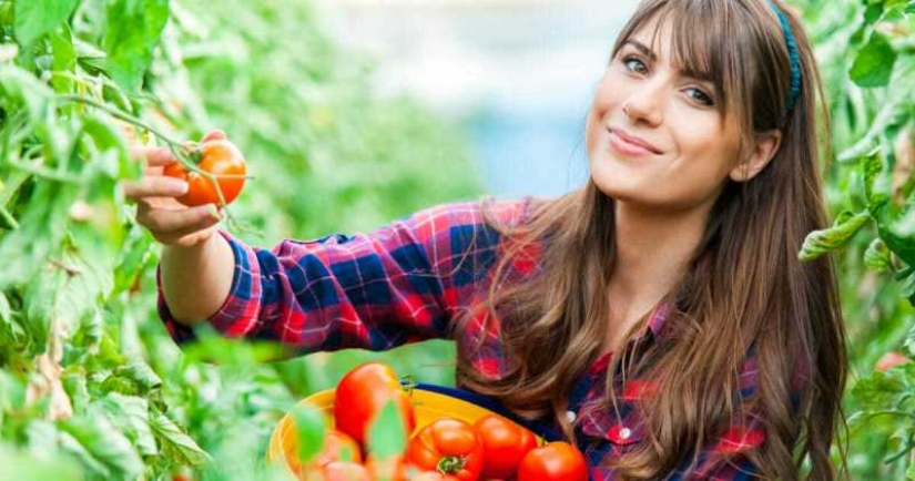 ¡Os asombraréis, pero los pepinos y los tomates no pertenecen hortalizas!