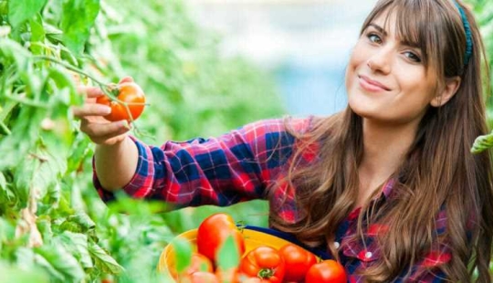 ¡Os asombraréis, pero los pepinos y los tomates no pertenecen hortalizas!