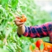 ¡Os asombraréis, pero los pepinos y los tomates no pertenecen hortalizas!