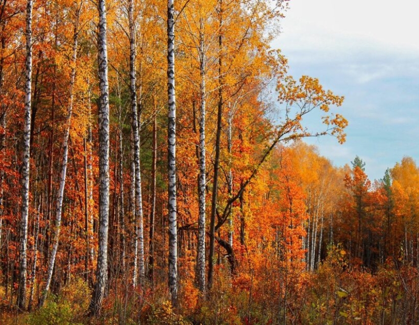 Otoño dorado en fotos de diferentes partes de Rusia