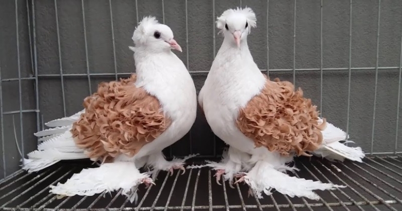 Palomas con volantes rizados, pájaros decorativos con plumas naturalmente rizadas