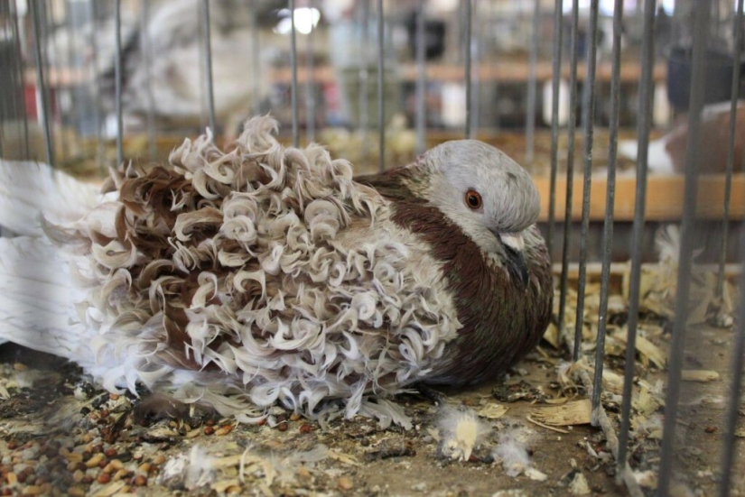 Palomas con volantes rizados, pájaros decorativos con plumas naturalmente rizadas