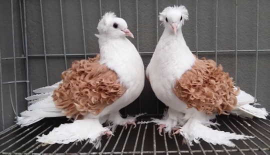 Palomas con volantes rizados, pájaros decorativos con plumas naturalmente rizadas