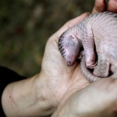 Pangolines para bebés increíblemente lindos que han existido durante 80 millones de años