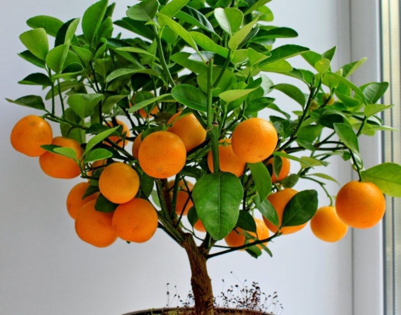 Passion fruit, lemons, figs and other fruits that you can grow in your apartment or at work