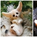 Paws of foxes and other adorable little animals mistresses Anna Romanova