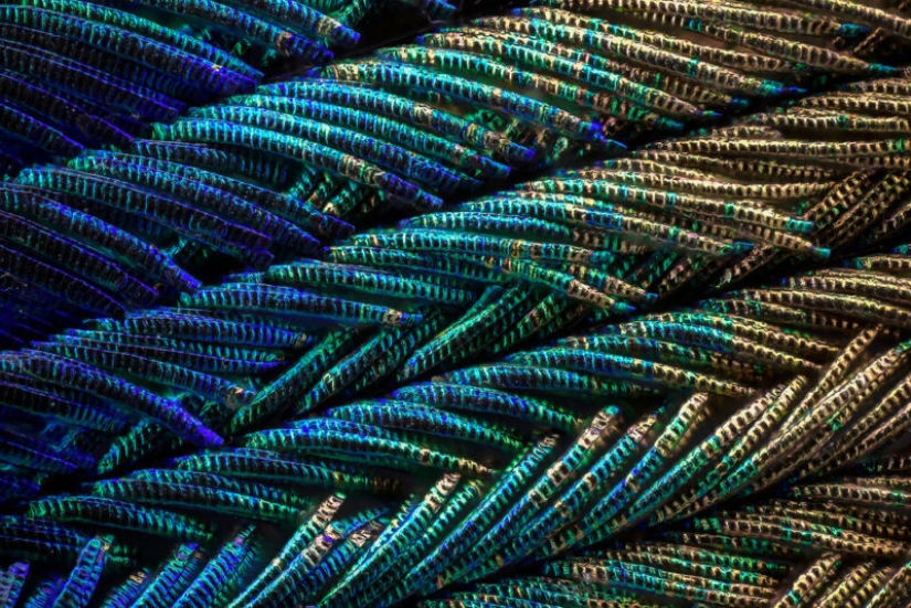 Peacock feathers under the microscope