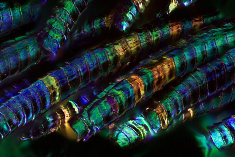 Peacock feathers under the microscope