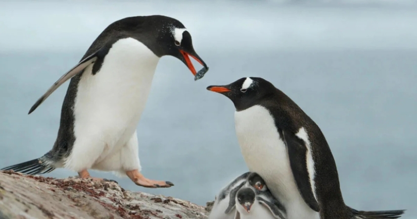 Pebbling: cómo los memes se convirtieron en el nuevo lenguaje del amor y qué tienen que ver los pingüinos con eso