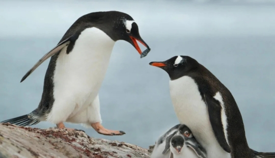 Pebbling: How Memes Became the New Language of Love, and What Penguins Have to Do With It