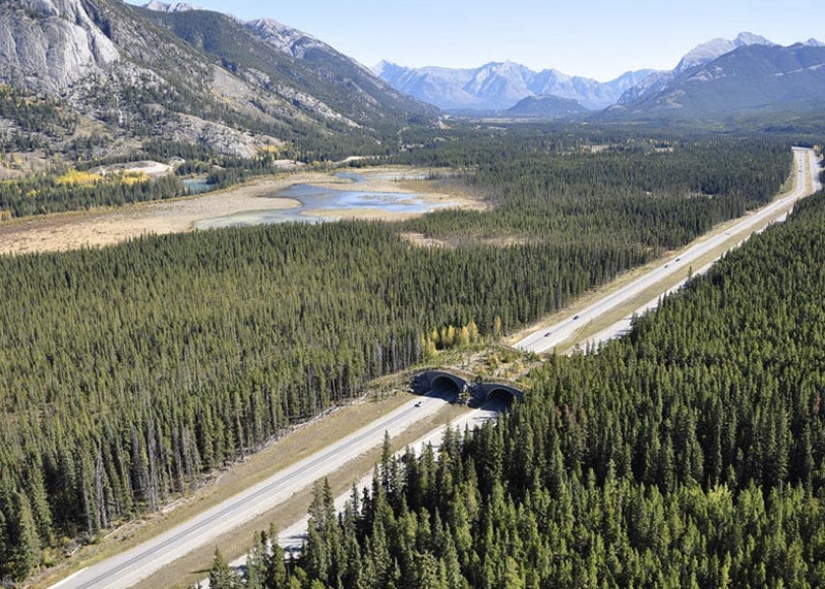 Pedestrian bridges for animals