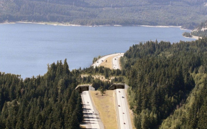 Pedestrian bridges for animals