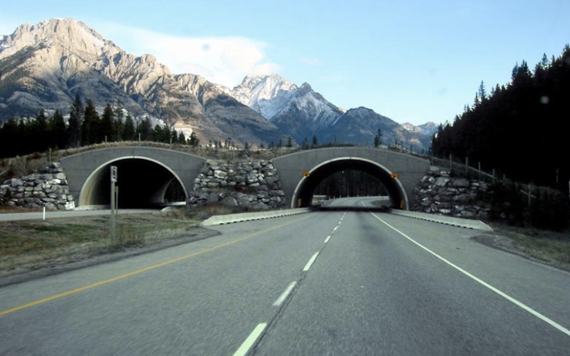 Pedestrian bridges for animals