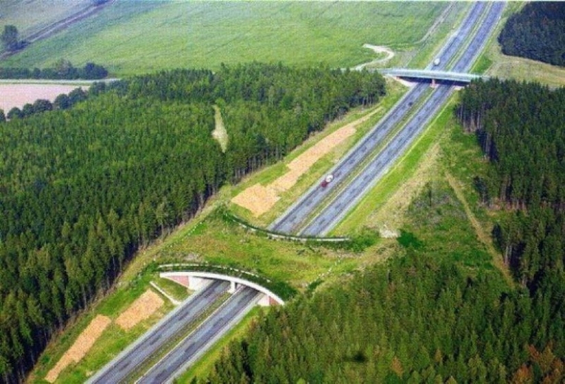 Pedestrian bridges for animals