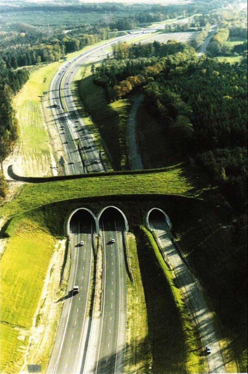 Pedestrian bridges for animals