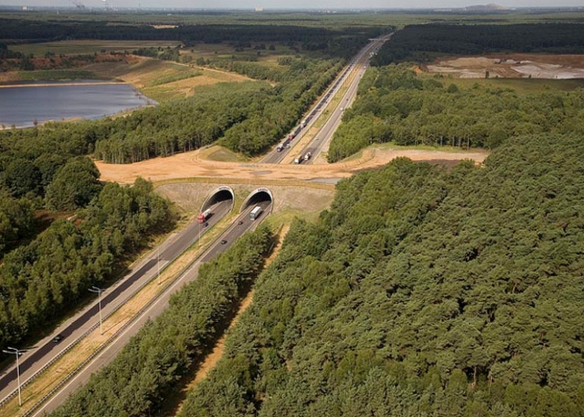 Pedestrian bridges for animals