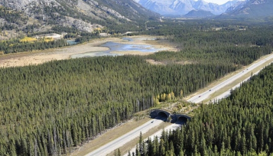 Pedestrian bridges for animals