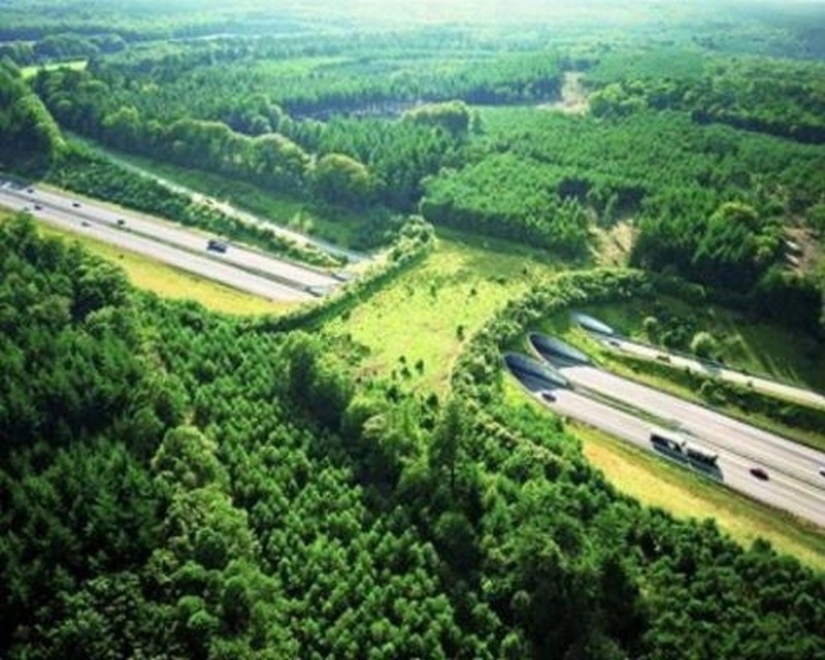 Pedestrian bridges for animals