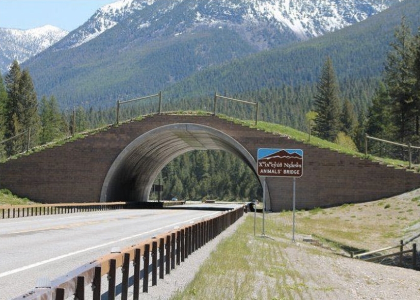 Pedestrian bridges for animals