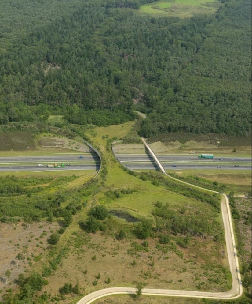 Pedestrian bridges for animals