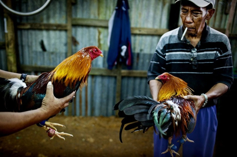 Peleas de gallos en Filipinas