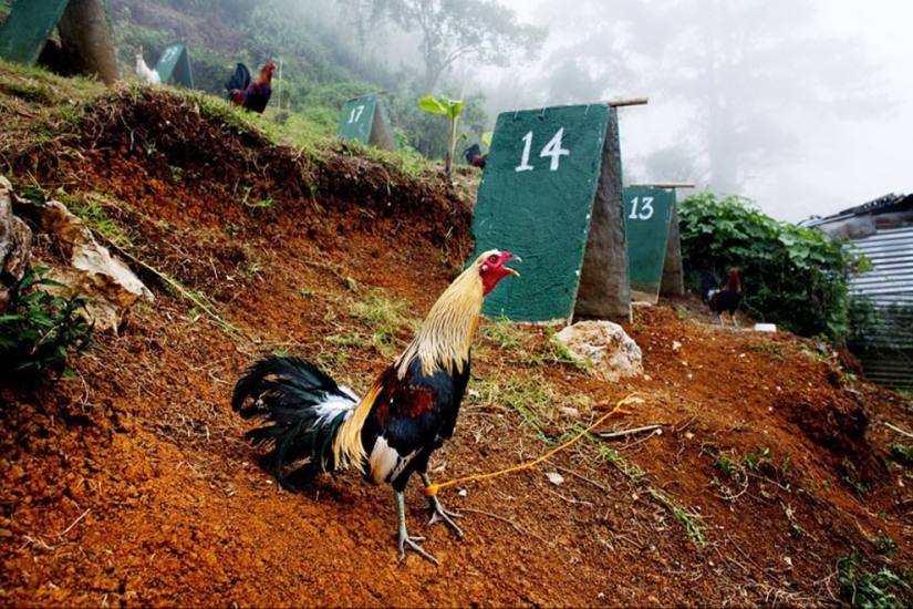 Peleas de gallos en Filipinas