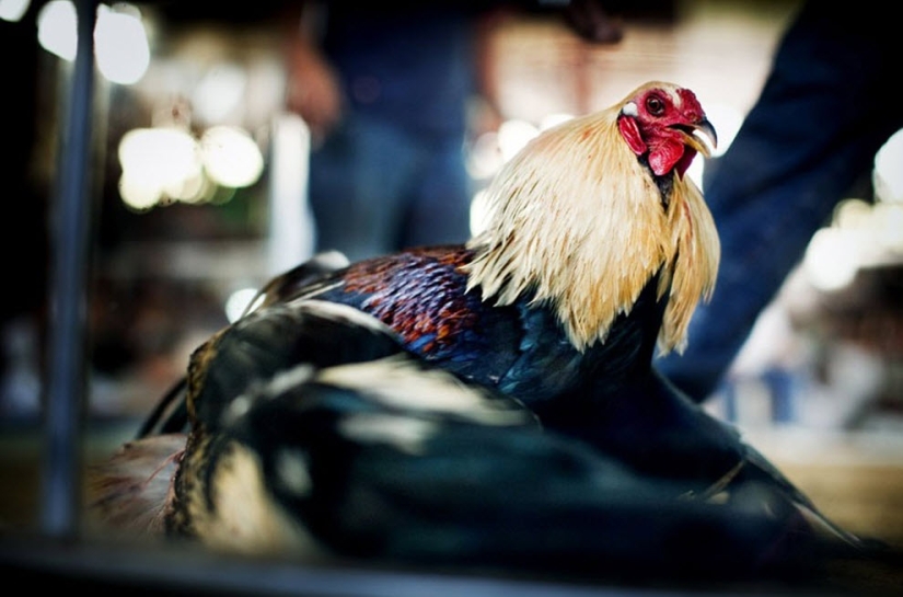 Peleas de gallos en Filipinas