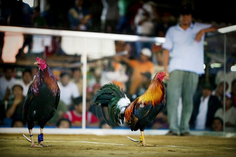 Peleas de gallos en Filipinas