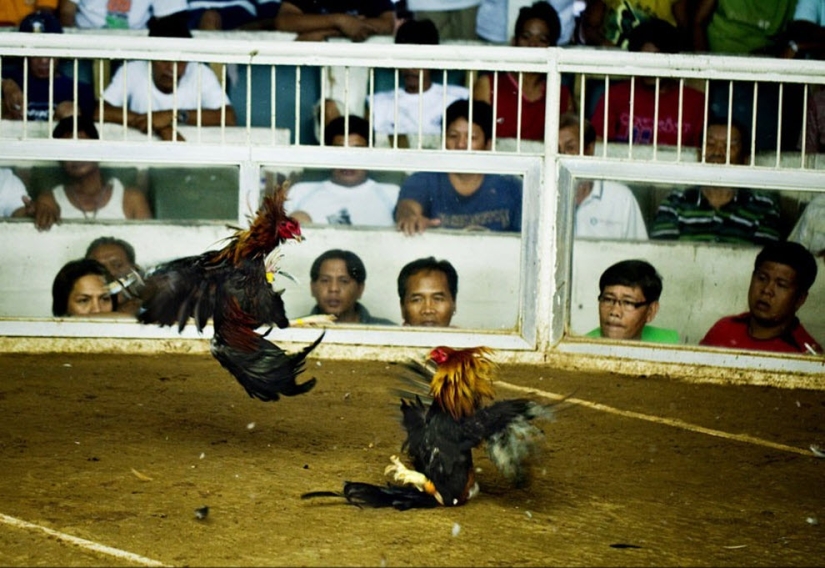 Peleas de gallos en Filipinas