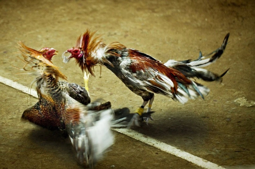 Peleas de gallos en Filipinas