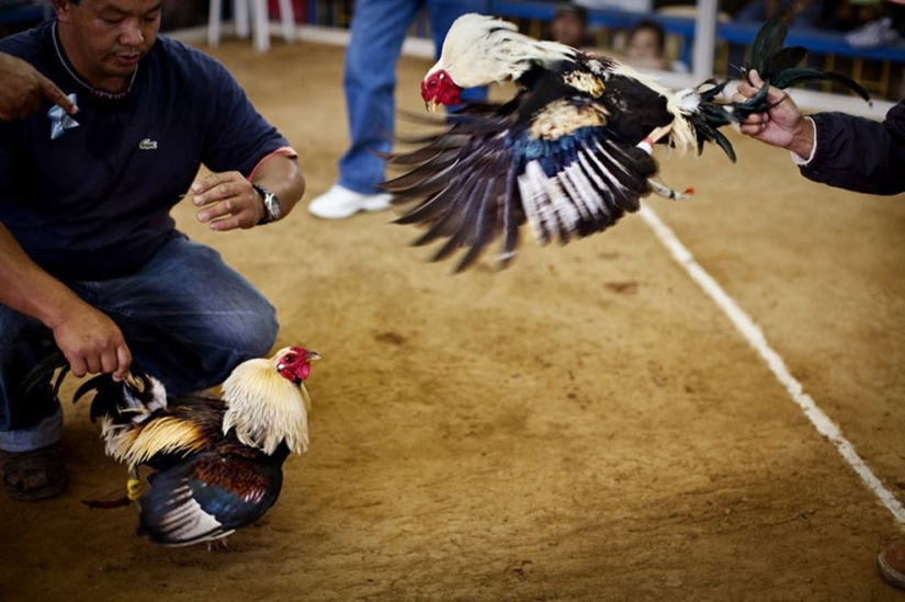 Peleas de gallos en Filipinas